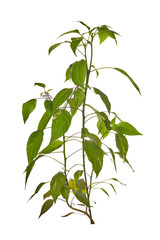 chili pepper plant isolated on white