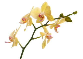 isolated lemon yellow orchid floral branch