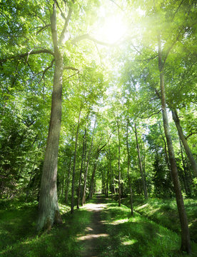Fototapeta footpat between trees in green forest