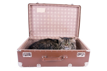 Persische Katze liegt im vintage Koffer