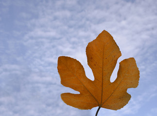 Fototapeta premium Close up of leaf