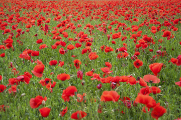 Obraz premium Poppies on a field