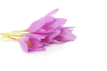 spring flowers