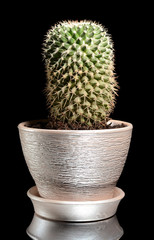 Cactus in a pot isolated on black