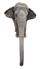 Obraz premium Asian elephant