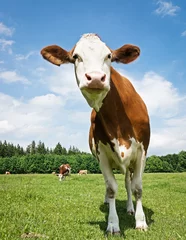 Rolgordijnen cow © fottoo
