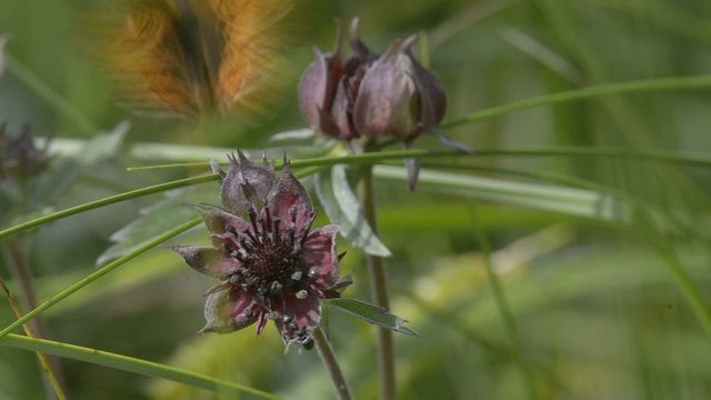 Hochmoor-Perlmutterfalter Boloria aquilonaris