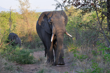 Fototapeta premium Large elephant walking through the bush