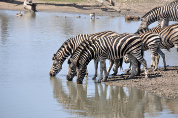 Fototapeta na wymiar Zebra's drinking water