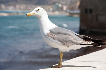 Obraz premium seagull