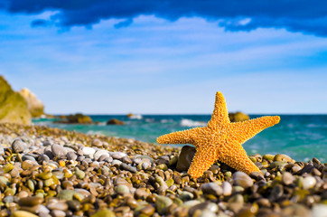 Морская звезда на берегу моря