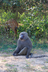Chilled out baboon