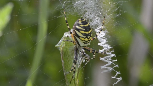 Wespenspinne, Zebraspinne, Tigerspinne, Seidenbandspinne