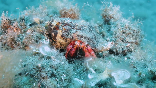 Pagurus (Dardanus Arrosor) excretes something from mouth