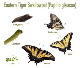 Naklejka premium Eastern Tiger Swallowtail