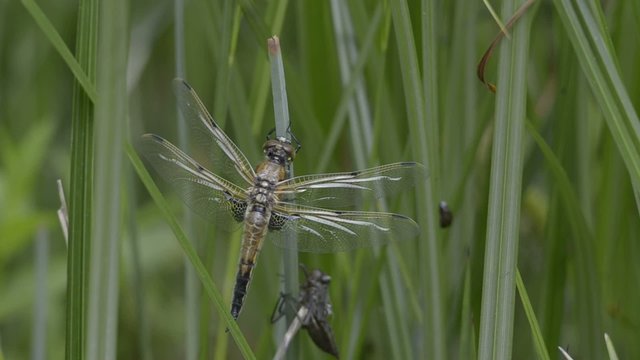 Vierfleck, Libellula quadrimaculata