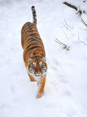 Fototapeta premium Beautiful wild siberian tiger on snow