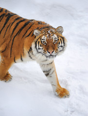 Fototapeta na wymiar Piękne dzikie Tygrys syberyjski na śniegu