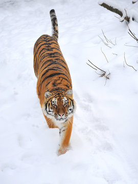 Beautiful wild siberian tiger on snow
