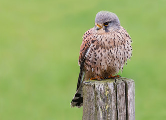 kestrel on a pole