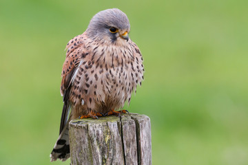 kestrel on a pole