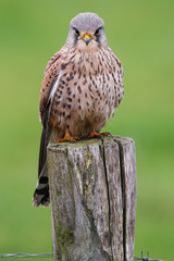 kestrel on a pole