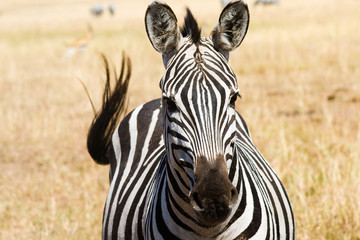 Naklejka premium Plains Zebra