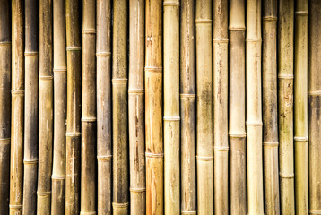 bamboo