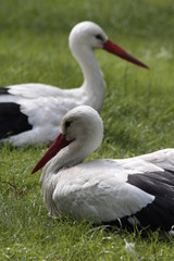storks