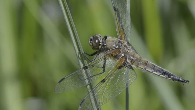 Vierfleck, Libellula quadrimaculata