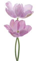 Obraz na płótnie Canvas tulipan