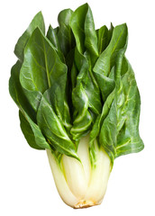 Chard plant