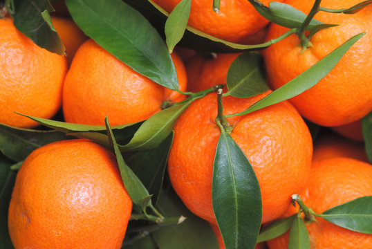 mandarins citrus background