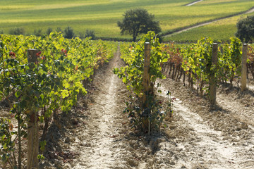 Fototapeta na wymiar Wieś Tuscany by Montepulciano, winnica