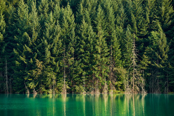 Pine trees and lake - 47252119