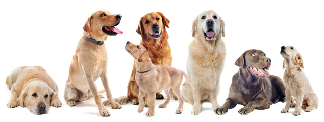 labradors et golden retrievers