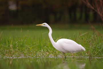 Fototapeta premium Grande aigrette attentive