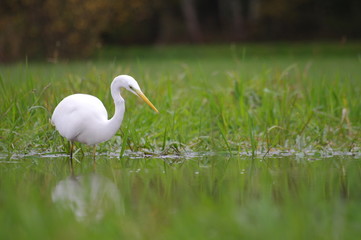 Grande aigrette à l'affût