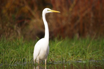 Fototapeta premium Grande aigrette au bord de l'eau