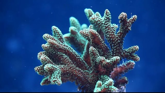 Polypen einer Koralle schwingen