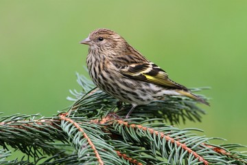 Pine Siskin Perched
