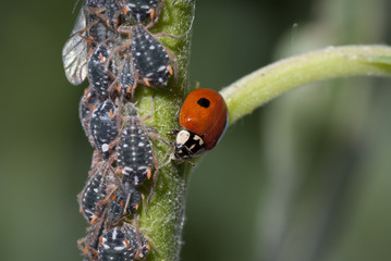 aphids
