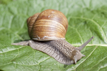 snail