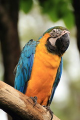 Parrot