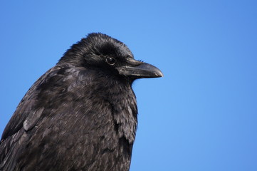 corvus