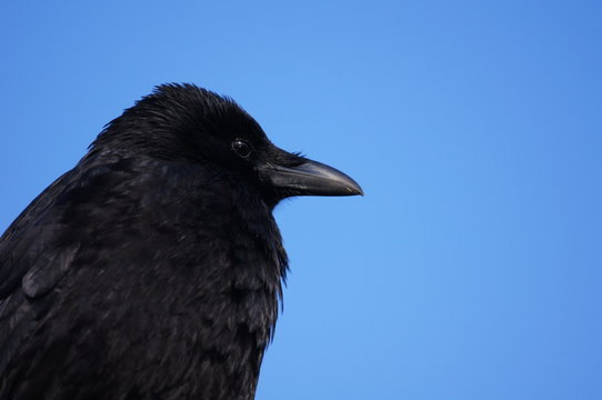 corvus