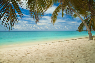 Plakat Empty tropical beach with palm tree