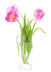 Pink tulips bouquet in vase isolated on white background