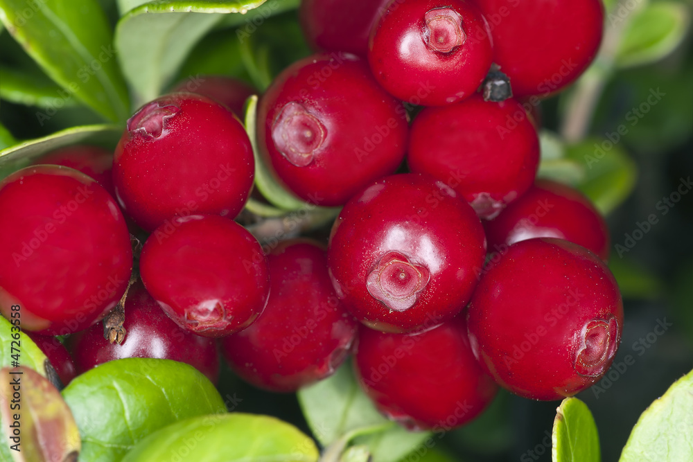 Poster Cowberries or lingonberries, vibrant photo