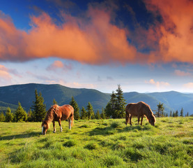 Mountain landscape with horses